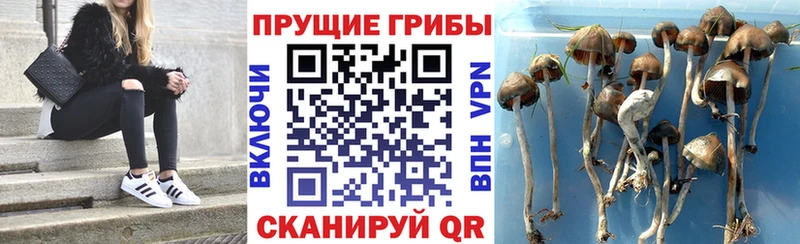 Псилоцибиновые грибы Psilocybe  Мензелинск 
